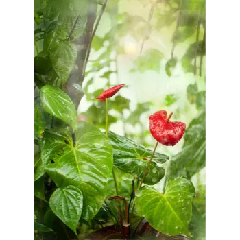 Anthurium 